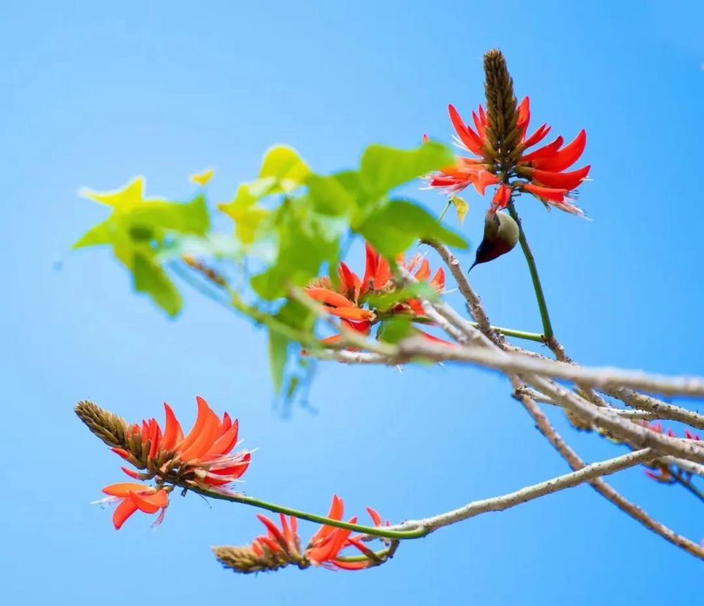 三亚旅游文化发展集团有限公司