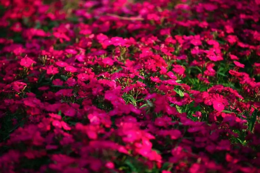 三亚旅游文化发展集团有限公司