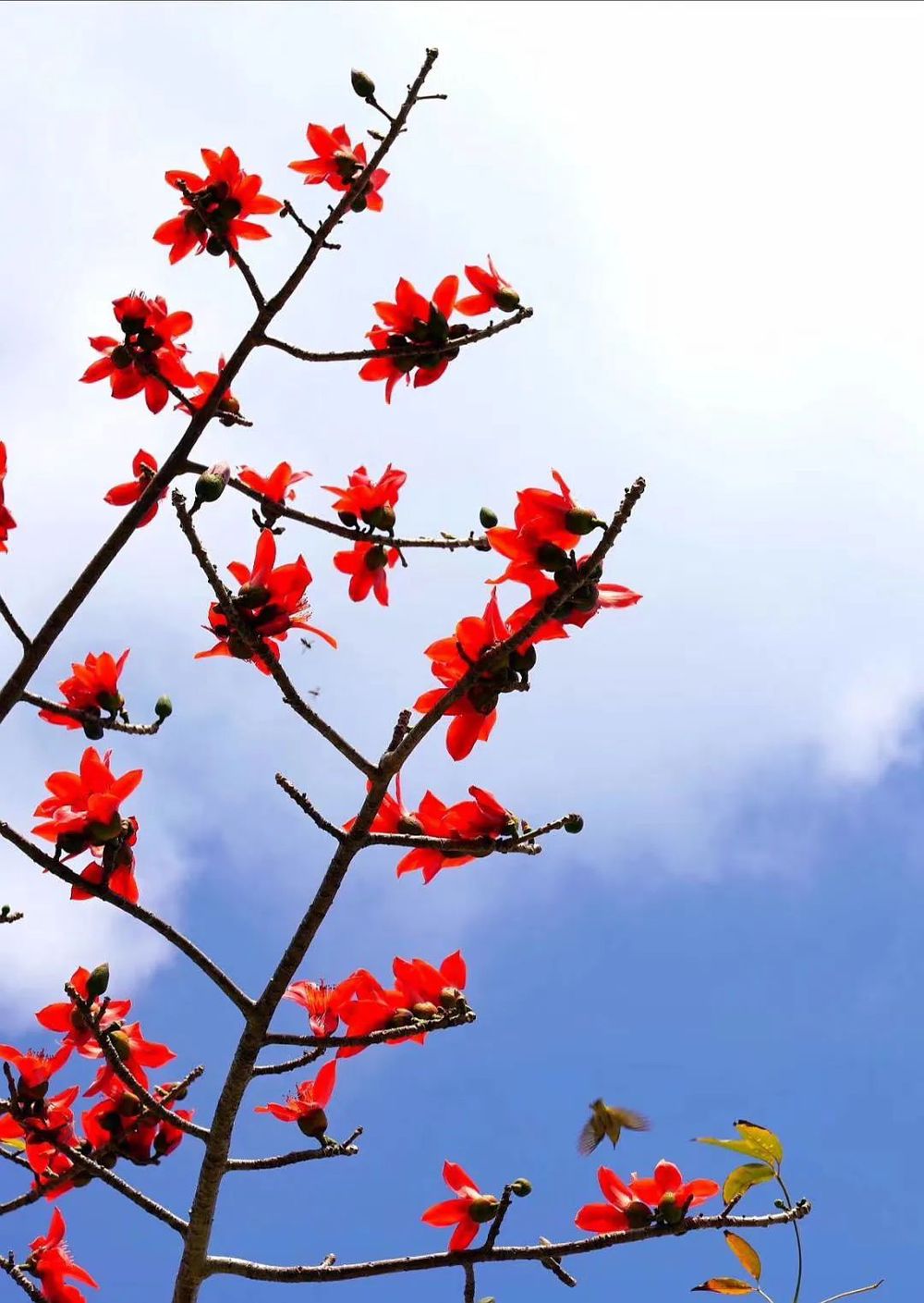 三亚旅游文化发展集团有限公司