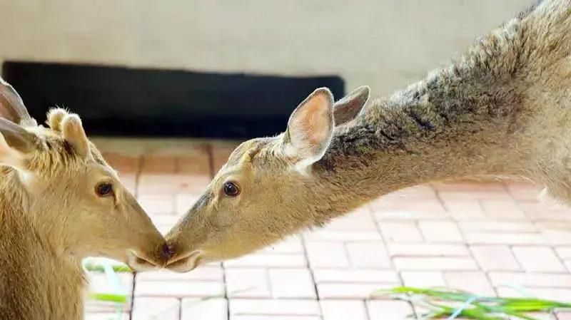 三亚旅游文化发展集团有限公司