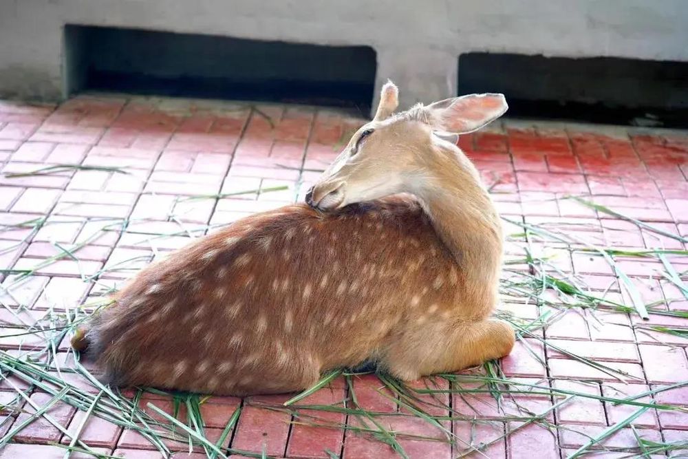 三亚旅游文化发展集团有限公司