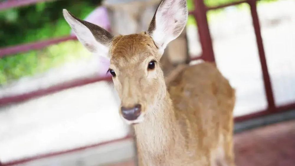 三亚旅游文化发展集团有限公司