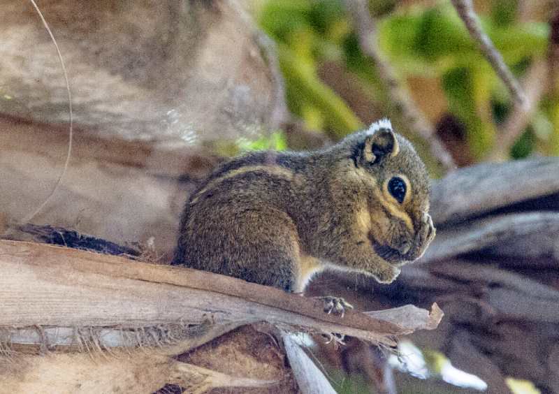 三亚旅游文化发展集团有限公司