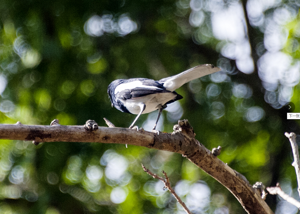 三亚旅游文化发展集团有限公司