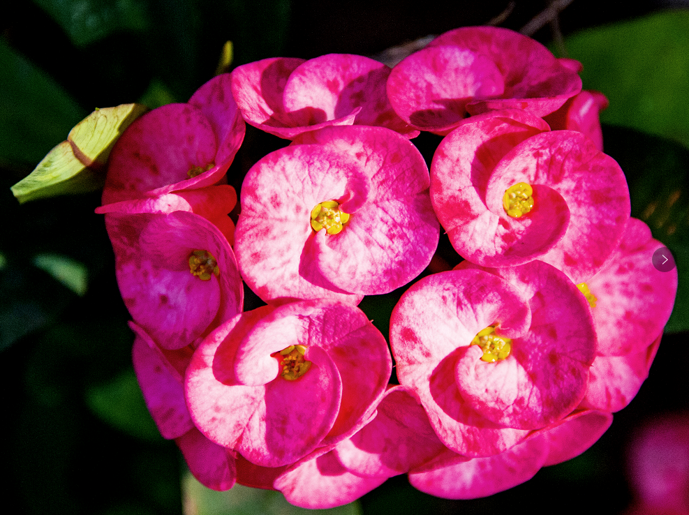 三亚旅游文化发展集团有限公司