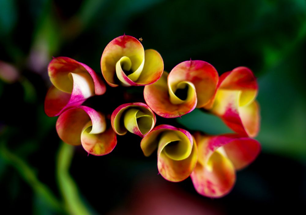 三亚旅游文化发展集团有限公司