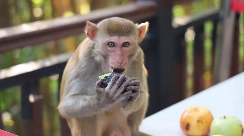 三亚旅游文化发展集团有限公司