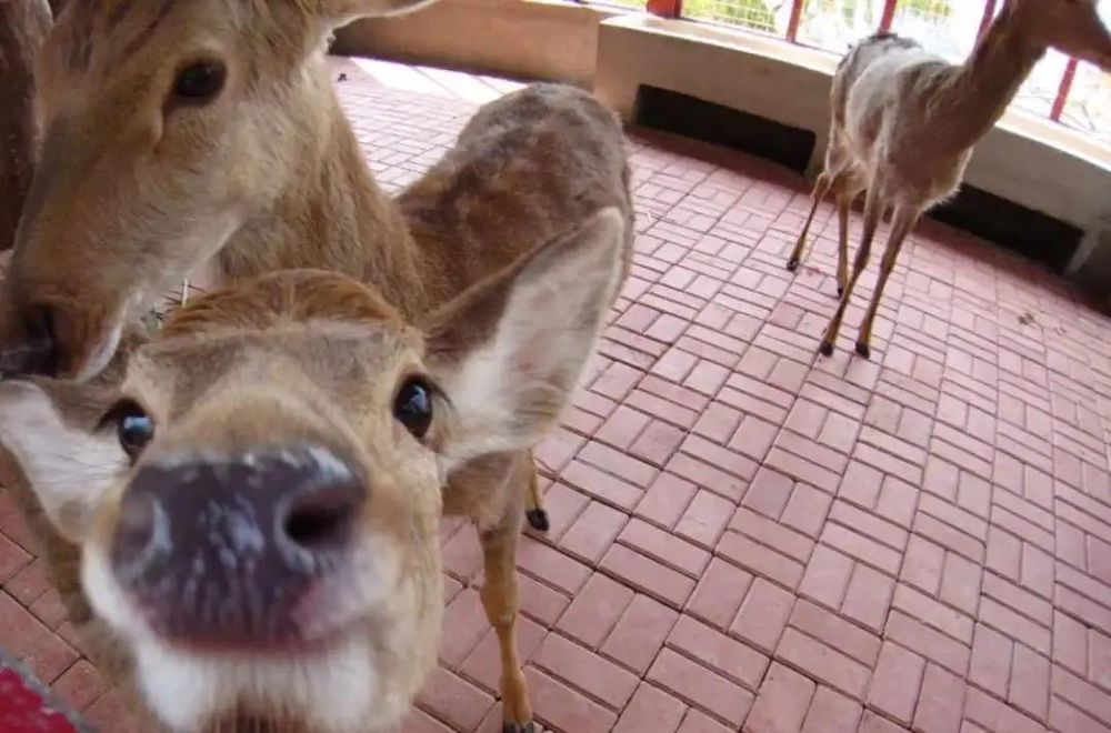 三亚旅游文化发展集团有限公司