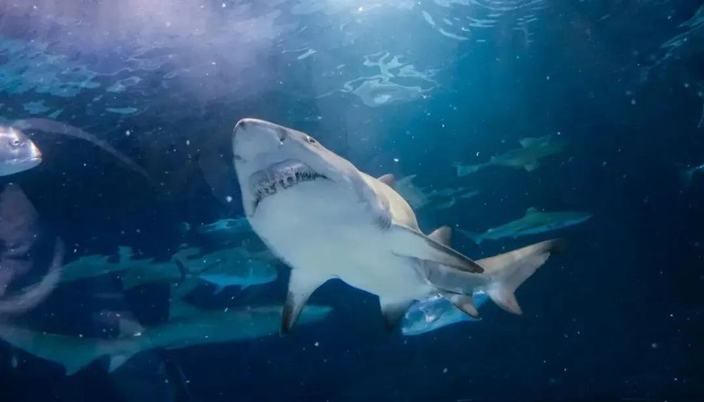 三亚旅游文化发展集团有限公司