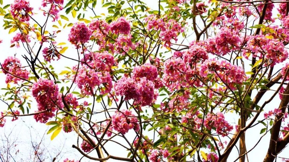 三亚旅游文化发展集团有限公司