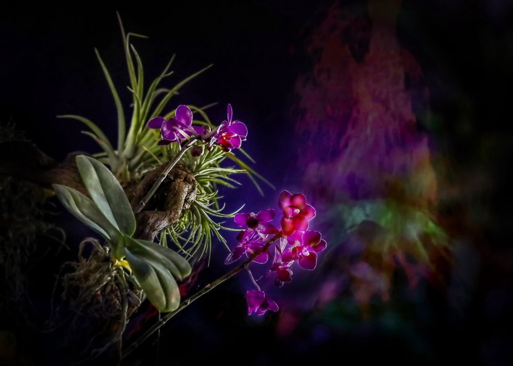 三亚旅游文化发展集团有限公司