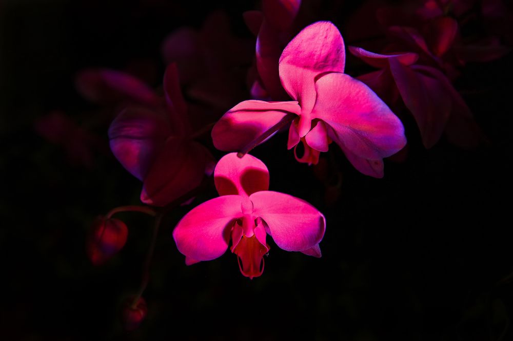 三亚旅游文化发展集团有限公司