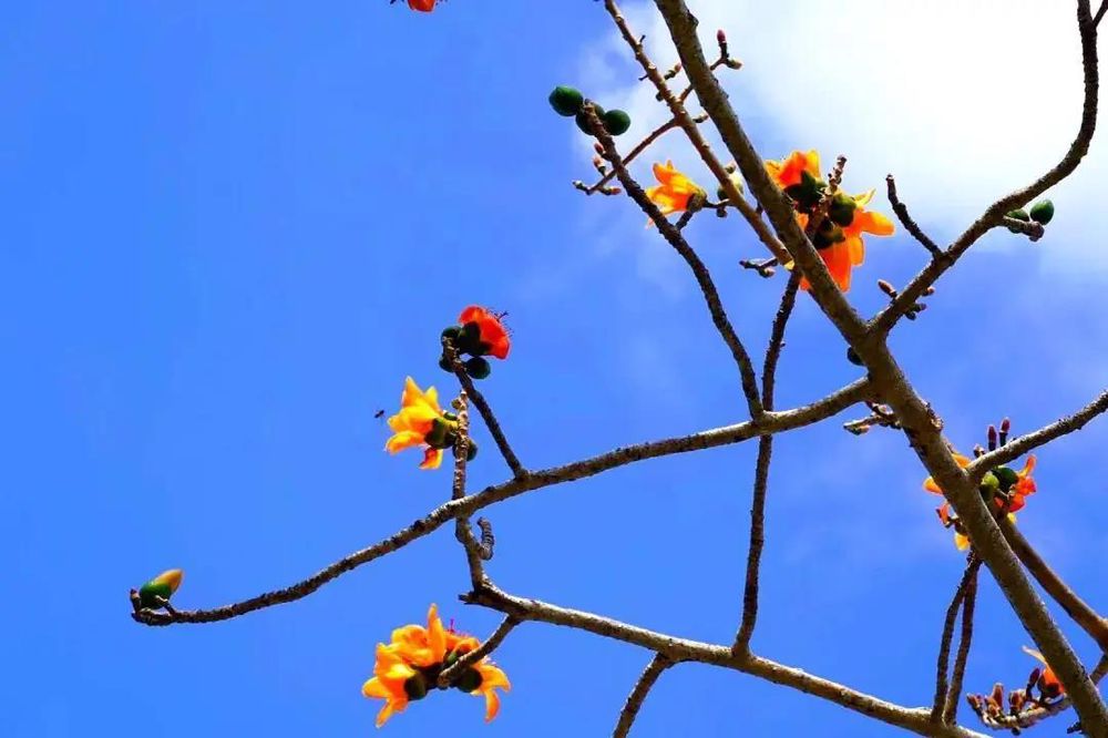 三亚旅游文化发展集团有限公司