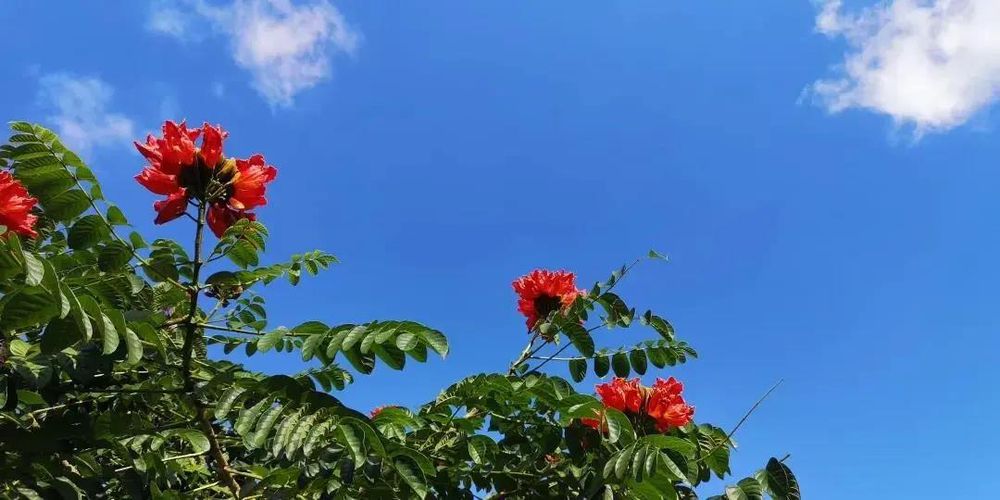 三亚旅游文化发展集团有限公司