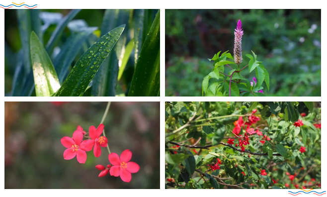 三亚旅游文化发展集团有限公司