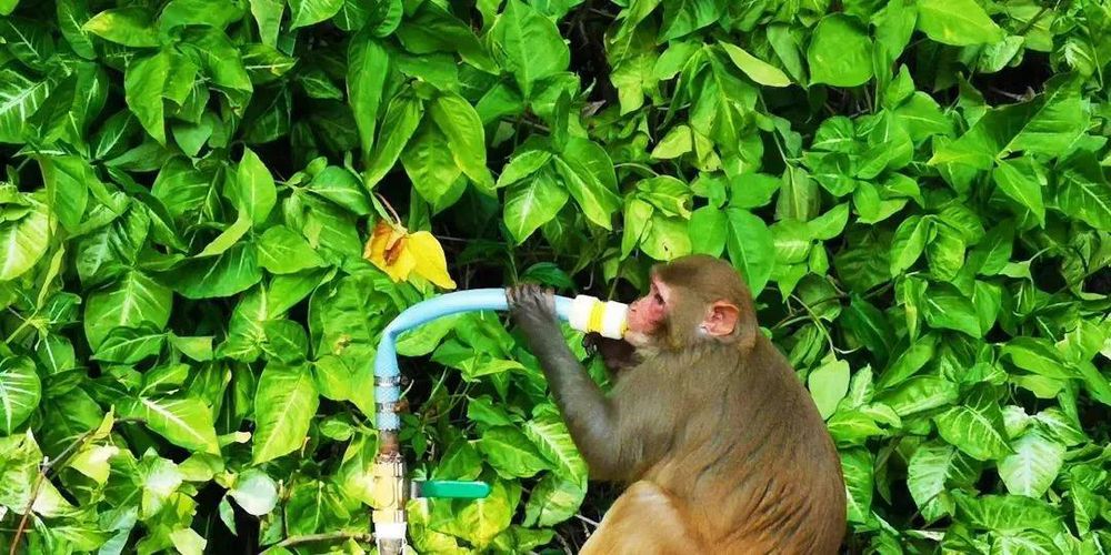 三亚旅游文化发展集团有限公司