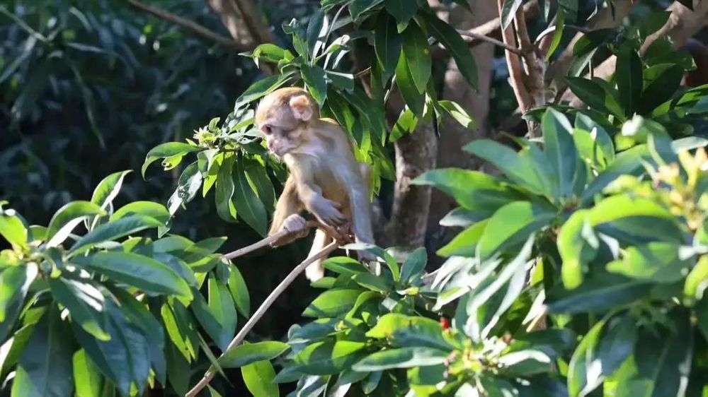 三亚旅游文化发展集团有限公司