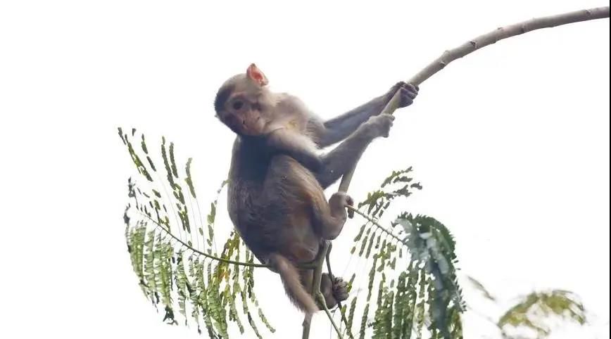 三亚旅游文化发展集团有限公司