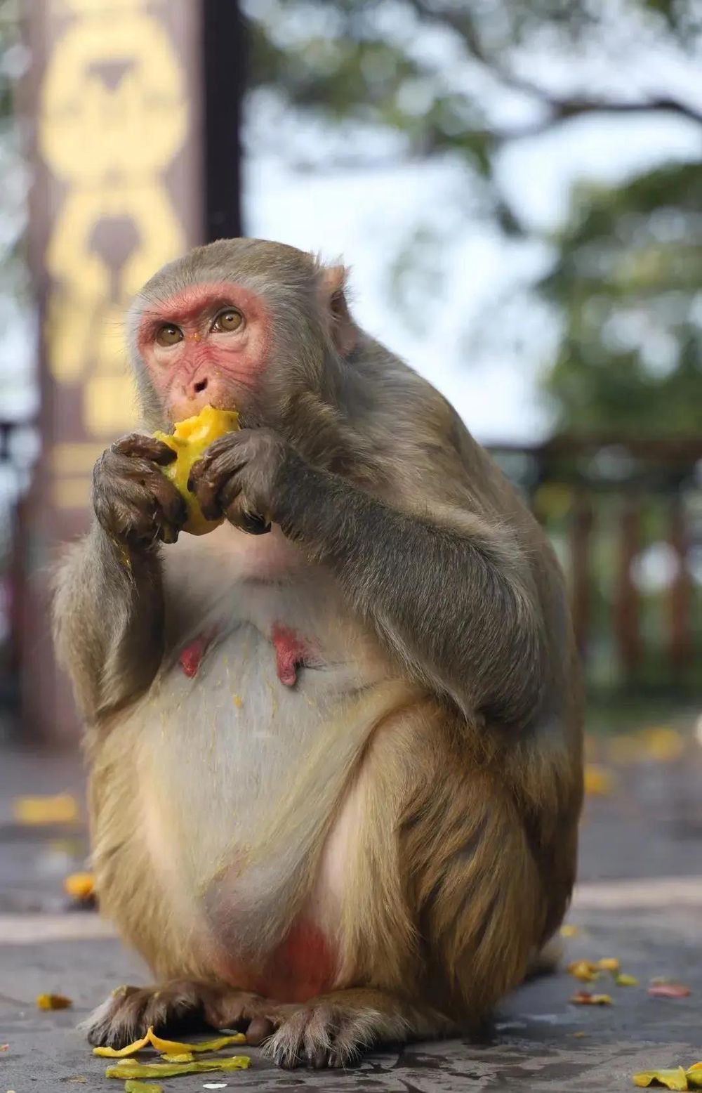 三亚旅游文化发展集团有限公司