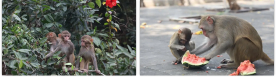 三亚旅游文化发展集团有限公司