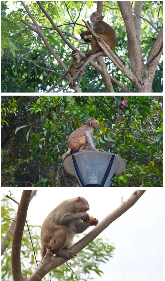 三亚旅游文化发展集团有限公司