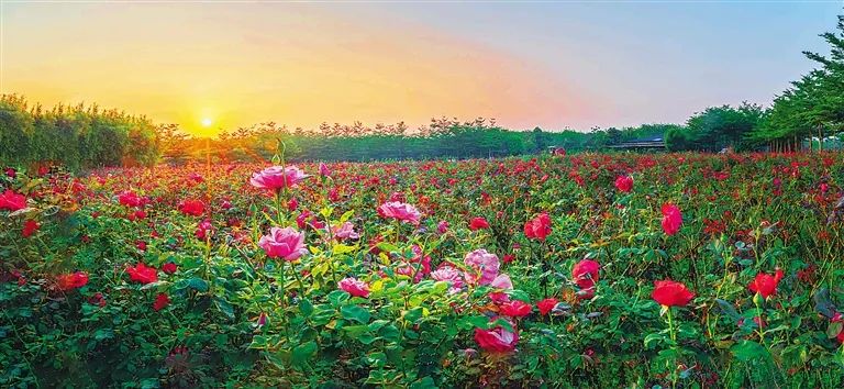 三亚旅游文化发展集团有限公司