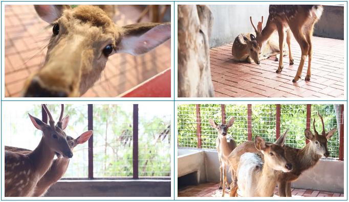 三亚旅游文化发展集团有限公司