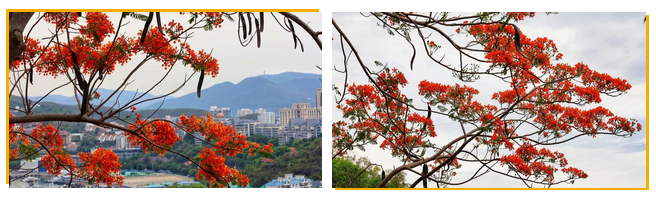 三亚旅游文化发展集团有限公司