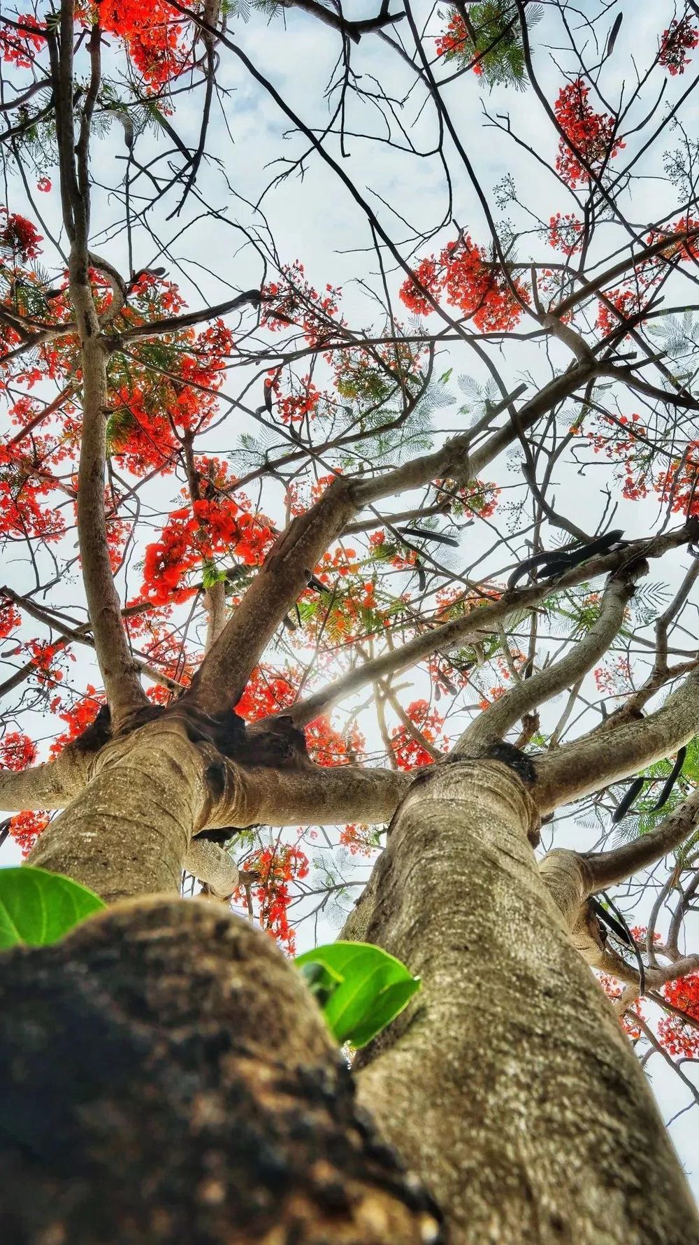 三亚旅游文化发展集团有限公司