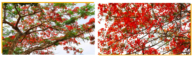 三亚旅游文化发展集团有限公司