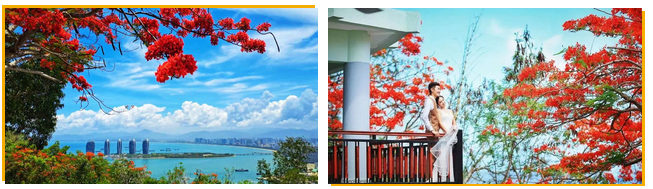 三亚旅游文化发展集团有限公司