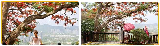 三亚旅游文化发展集团有限公司