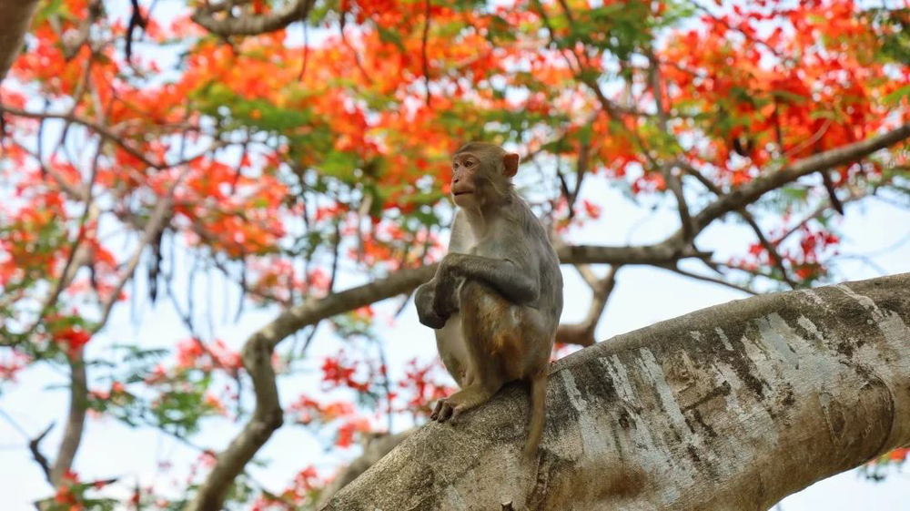 三亚旅游文化发展集团有限公司