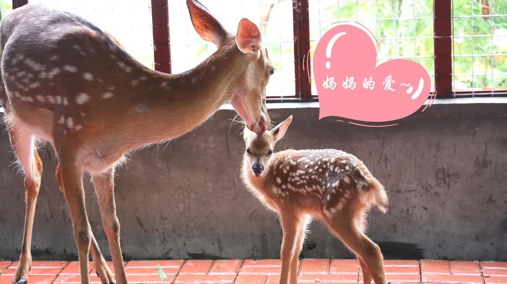 三亚旅游文化发展集团有限公司