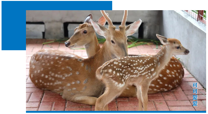 三亚旅游文化发展集团有限公司