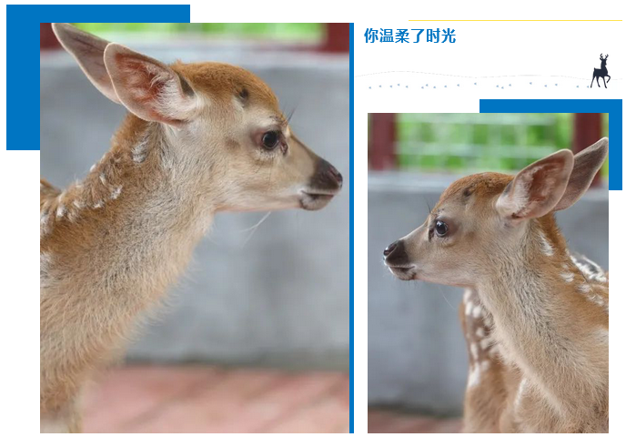 三亚旅游文化发展集团有限公司