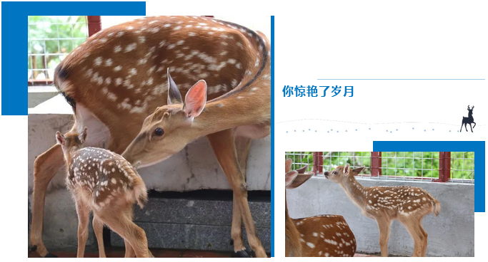 三亚旅游文化发展集团有限公司