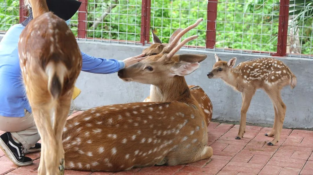 三亚旅游文化发展集团有限公司