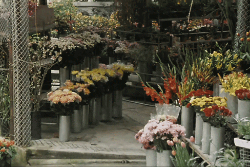 三亚旅游文化发展集团有限公司