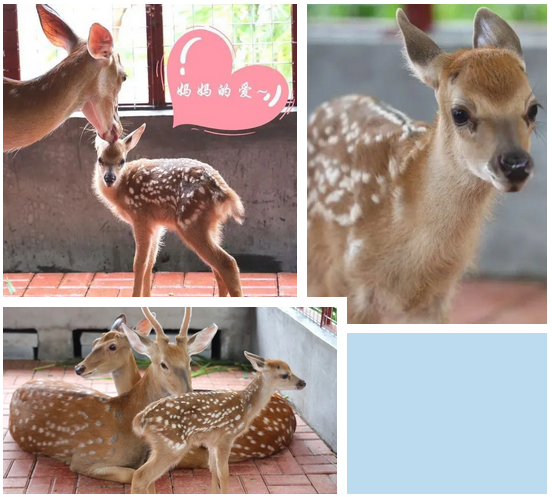 三亚旅游文化发展集团有限公司