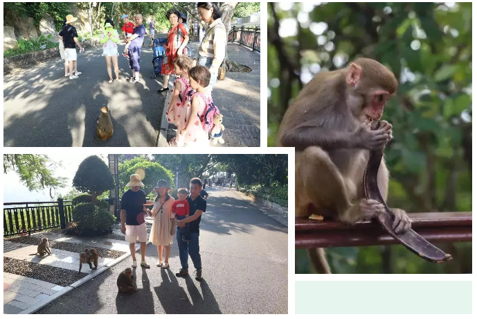 三亚旅游文化发展集团有限公司