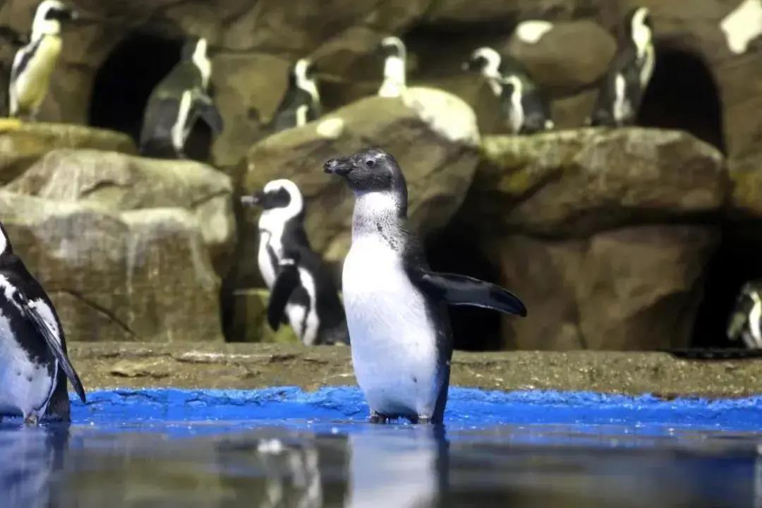 三亚旅游文化发展集团有限公司