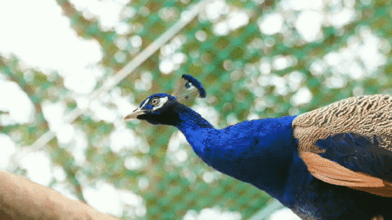 三亚旅游文化发展集团有限公司