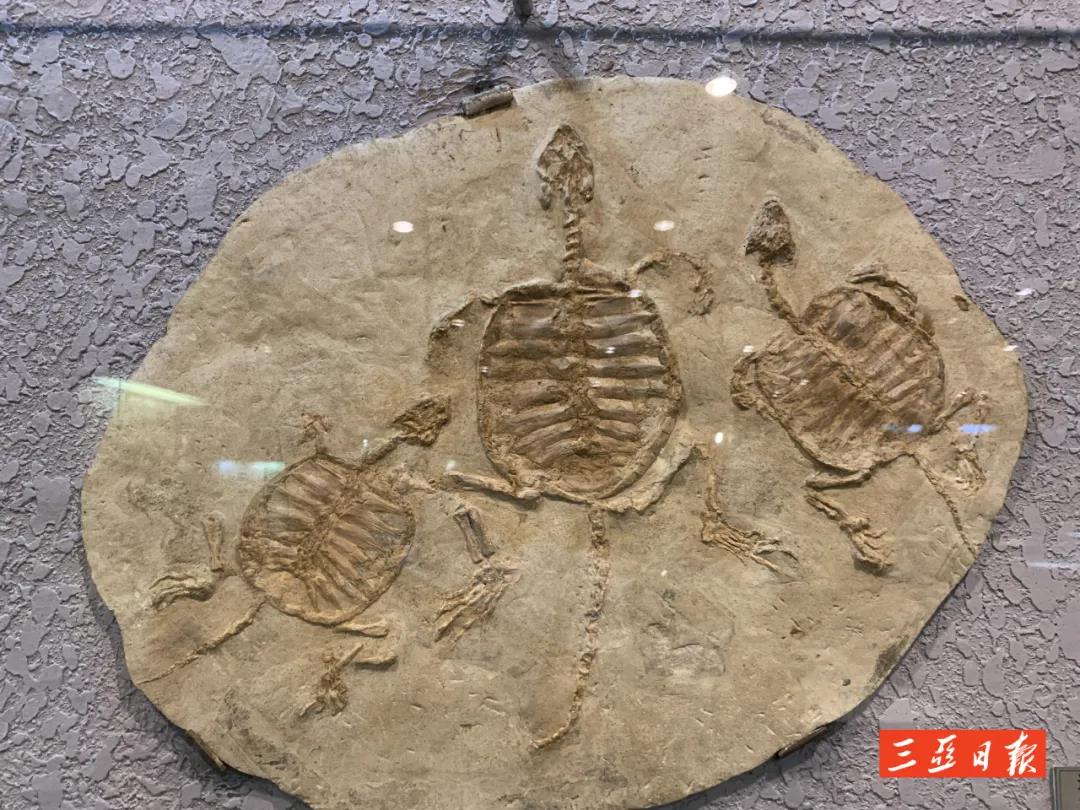 三亚旅游文化发展集团有限公司