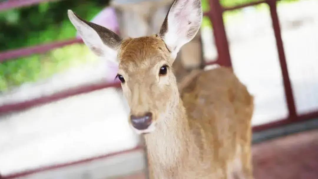 三亚旅游文化发展集团有限公司