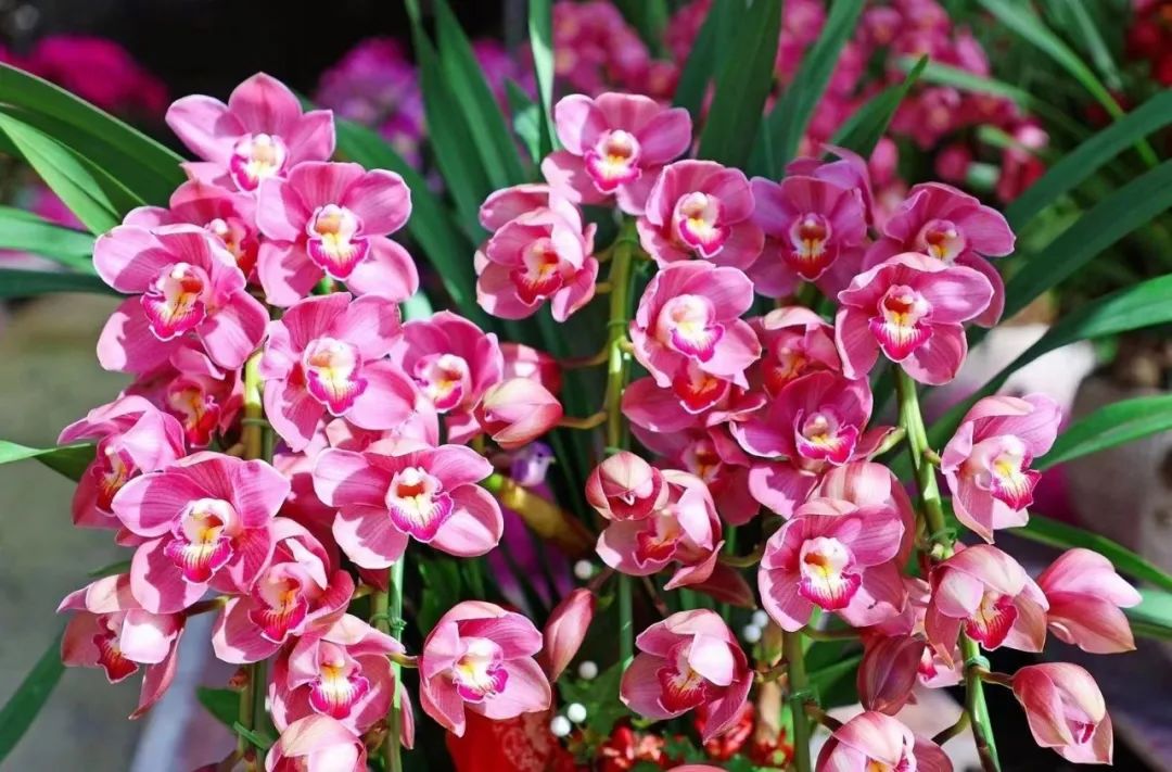 三亚旅游文化发展集团有限公司