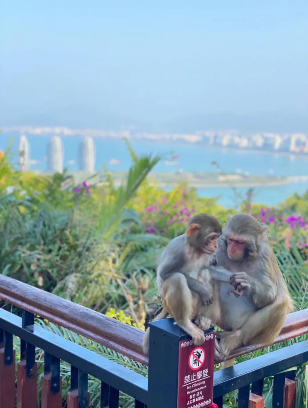 三亚旅游文化发展集团有限公司