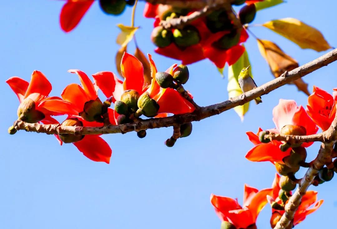 三亚旅游文化发展集团有限公司