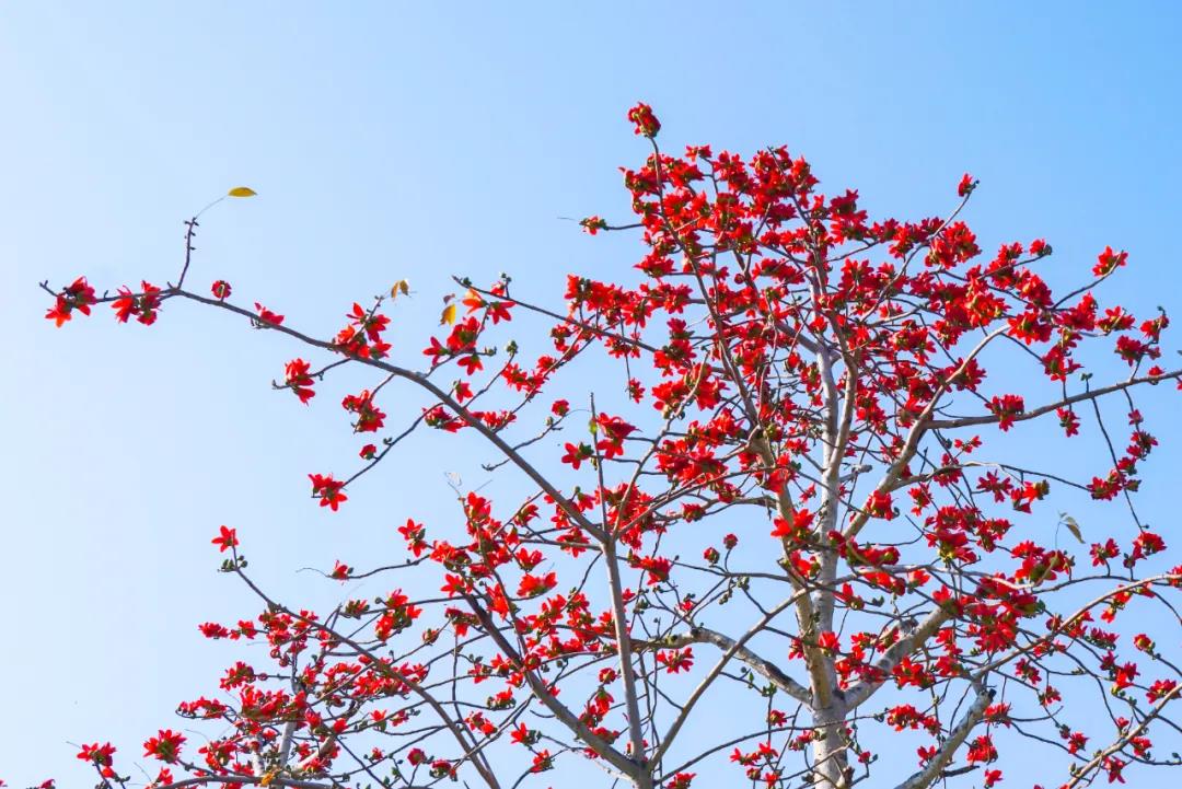 三亚旅游文化发展集团有限公司