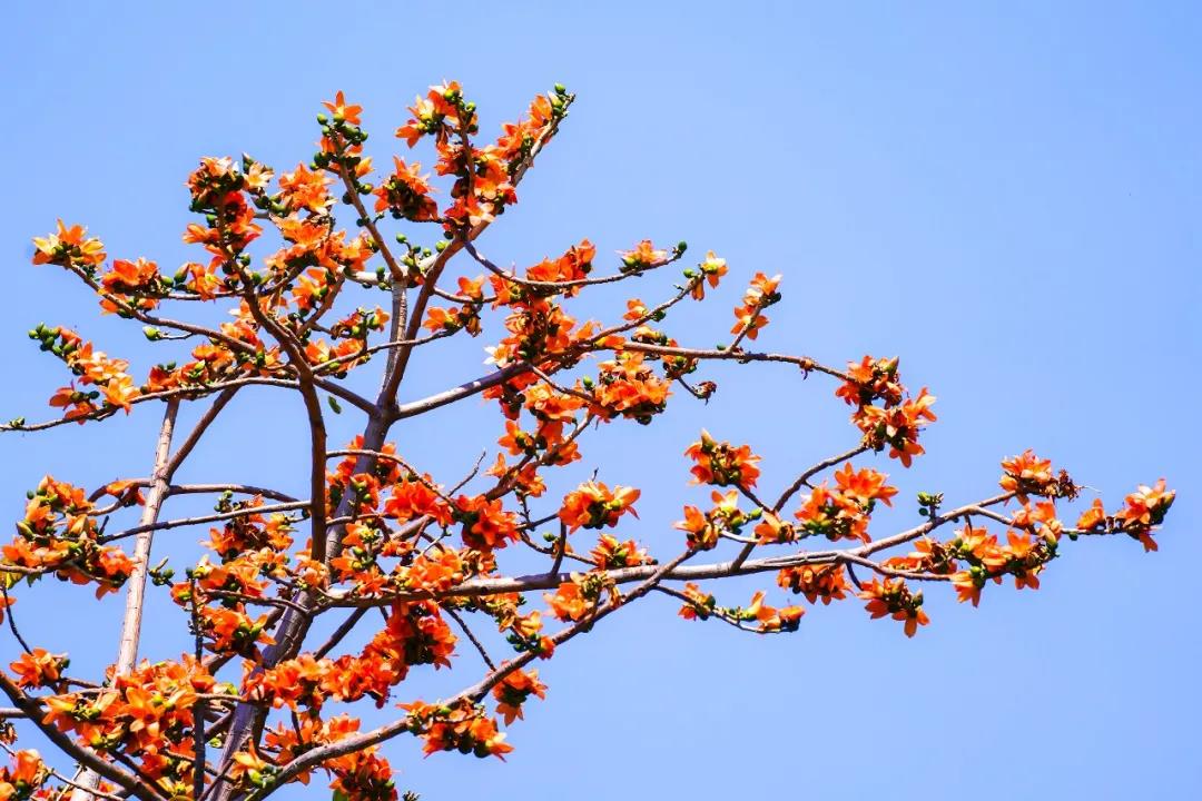 三亚旅游文化发展集团有限公司
